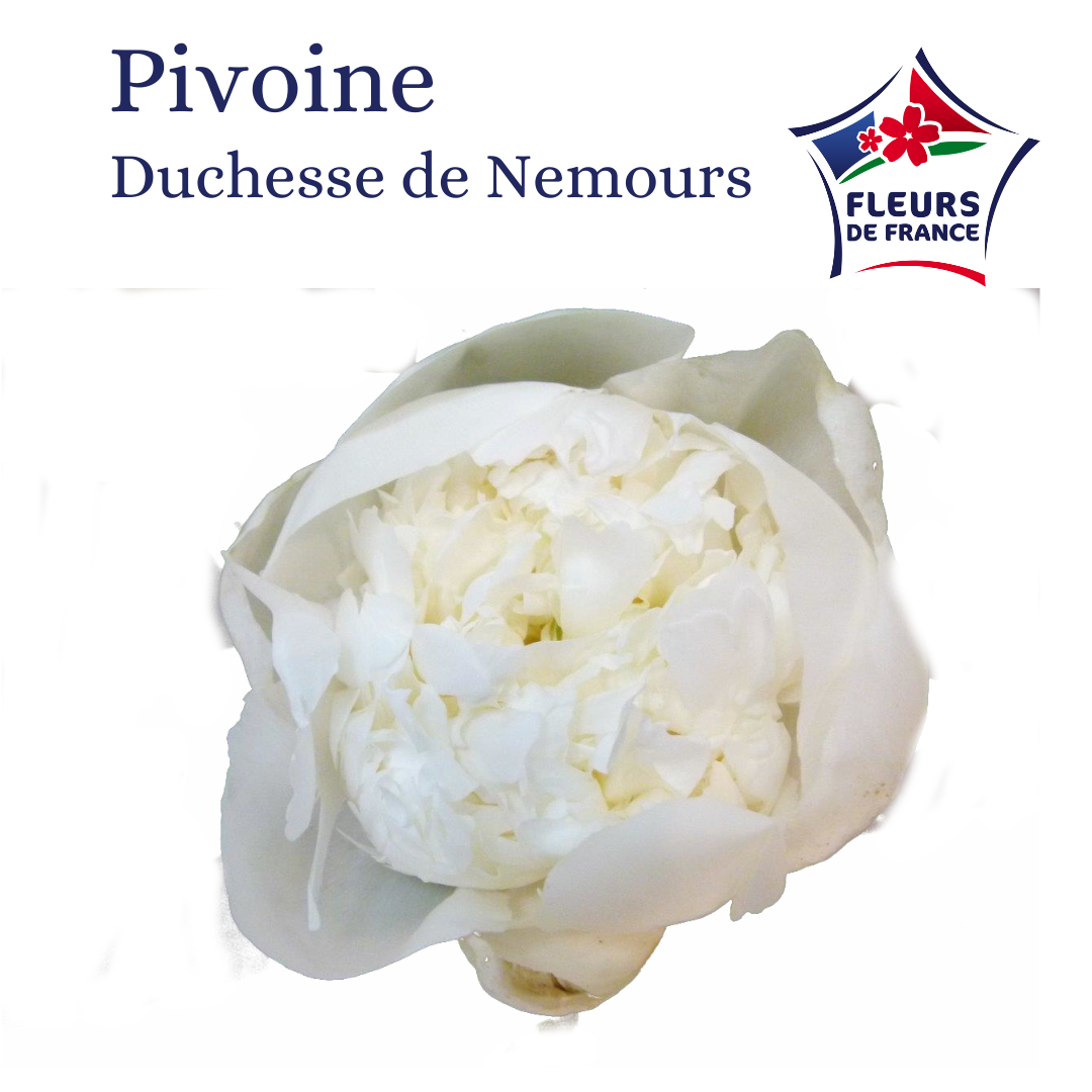 PIVOINE DUCHESSE DE NEMOURS 60 FDF